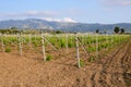 Spring vineyards in Greece. Kos island