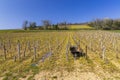 Spring vineyards near Beaune, Burgundy, France