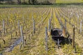 Spring vineyards near Beaune, Burgundy, France