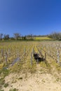 Spring vineyards near Beaune, Burgundy, France