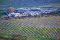 Spring vineyards near Beaune, Burgundy, France