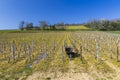 Spring vineyards near Beaune, Burgundy, France