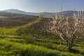 Spring vineyards near Chenas in Beaujolais, Burgundy, France Royalty Free Stock Photo