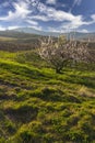 Spring vineyards near Chenas in Beaujolais, Burgundy, France Royalty Free Stock Photo