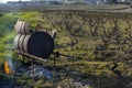 Spring vineyards near Givry, Burgundy, France