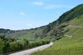 spring vineyards near KrÃÂ¶v during spring Royalty Free Stock Photo