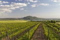 Spring vineyards under Palava near Sonberk, South Moravia, Czech Republic