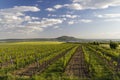 Spring vineyards under Palava near Sonberk, South Moravia, Czech Republic