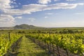 Spring vineyards under Palava near Sonberk, South Moravia, Czech Republic