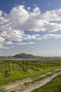 Spring vineyards under Palava near Sonberk, South Moravia, Czech Republic