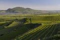 Spring vineyards under Palava near Sonberk, South Moravia, Czech Republic