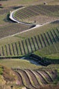 Spring vineyards in Wachau, Austria Royalty Free Stock Photo