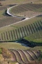 Spring vineyards in Wachau, Austria