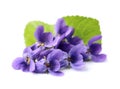 Spring Viola Odorata flowers Royalty Free Stock Photo