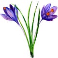 Spring violet blue crocus flowers isolated, watercolor illustration on white. Greeting easter card.