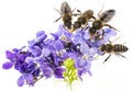 spring violet flowers and bees Royalty Free Stock Photo