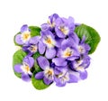 Spring violet flowers Royalty Free Stock Photo