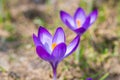 Spring violet flowers crocuses Royalty Free Stock Photo