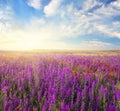 Spring violet flowers in meadow Royalty Free Stock Photo