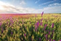 Spring violet flowers in wheat meadow Royalty Free Stock Photo