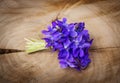 Spring violets flowers Royalty Free Stock Photo