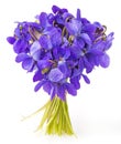 Spring violets flowers close up Royalty Free Stock Photo