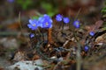 Spring violets hepatica nobilis in forest, nature background Royalty Free Stock Photo