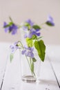 Spring violets in vase