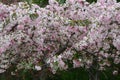 Spring Vista On Pinkish White Crabapple Blossoms Royalty Free Stock Photo