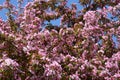 Pink Flowering Crabapple And Bright Blue Sky Royalty Free Stock Photo