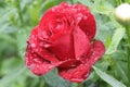 Blooming fragrant rose