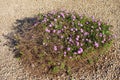 Spring Wake up of Lavender Trailing Lantana