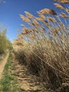 Spring walk on the steppe.