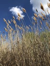 Spring walk on the steppe.