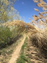 Spring walk on the steppe.