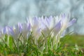 Spring wallpaper or background with gentle pastel blue crocuses Royalty Free Stock Photo