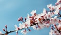 Spring wallpaper. Branch flowering tree against blue sky. Cherry or apricot blossoms