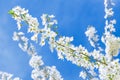 Spring wallpaper, branch of fruit tree with white flowers against blue sky in spring Royalty Free Stock Photo