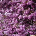 Spring and warm season, flowering sakura tree. Japanese cherry blossomed Royalty Free Stock Photo