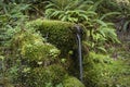 Spring water mossy fountain