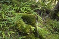 Spring water mossy fountain