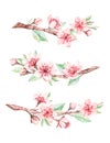 Spring watercolor illustration. Sakura bloom. Cherry. Botanical branches with pink flowers and leaves. Floral blossom elements.