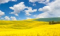 Spring waves hills landscape of colorful fields Royalty Free Stock Photo