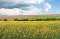 Spring Wavy yellow rapeseed field with stripes and wavy abstract landscape pattern. Corduroy summer rural rape landscape Royalty Free Stock Photo