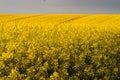 Spring Wavy Yellow Rapeseed Field