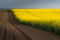 Spring Wavy Yellow Rapeseed Field