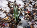 Daffodil leaves glass stones melting snow