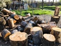 Spring weather, sunny sky, flowering trees in the village. Chopped firewood in the village yard