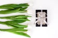 Spring website header template. White tulip black gift box with silver ribbon on light background flat lay. Copy space Royalty Free Stock Photo