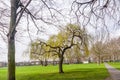 Spring Weeping Willow Tree in Plashet Park